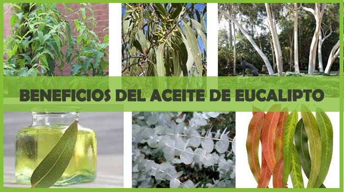 beneficios del aceite de eucalipto