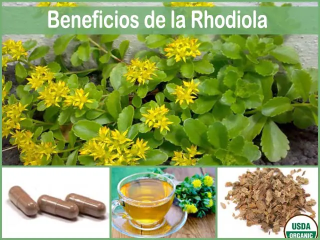 beneficios de la rhodiola