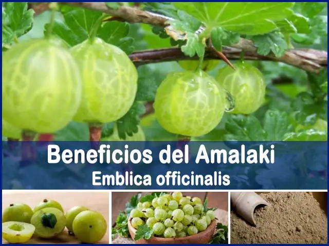 propiedades y beneficios del amalaki