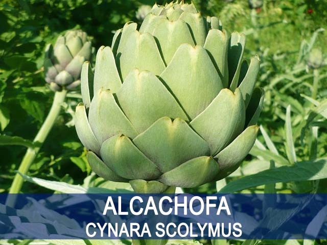 propiedades y beneficios de la alcachofa